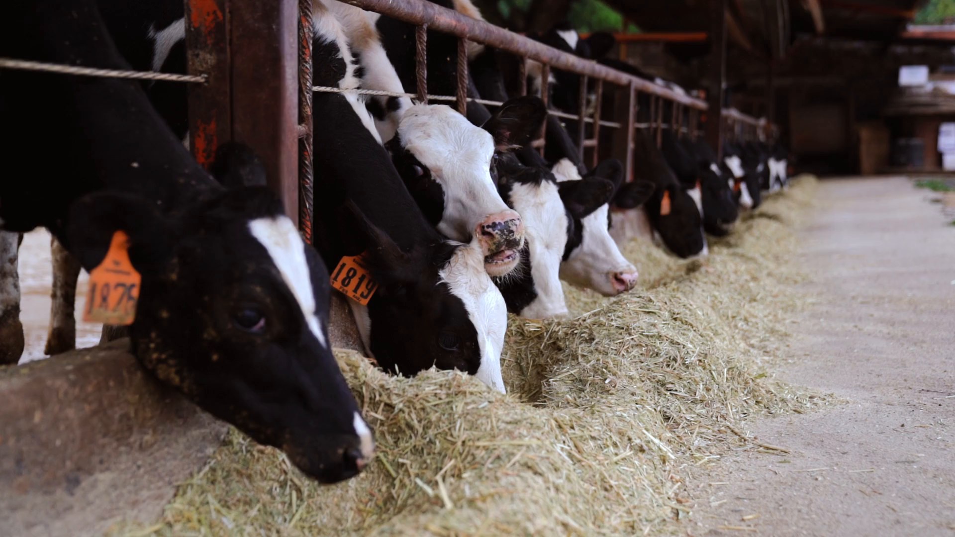 Cows on a farm